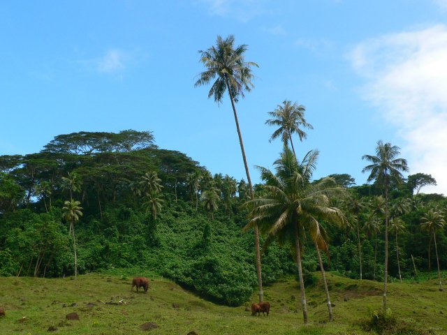 78- Cocotiers et paturages 